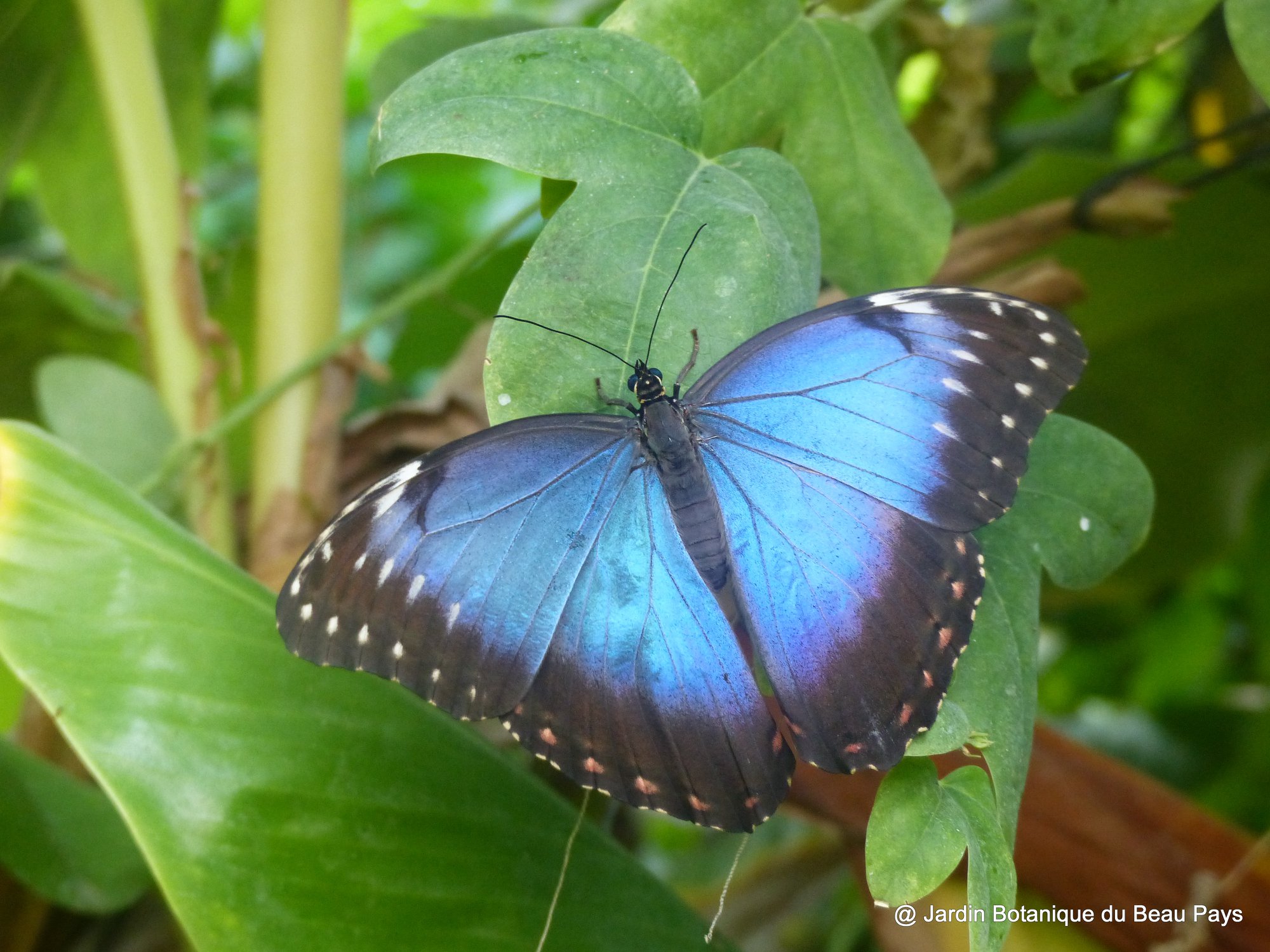 The butterflies