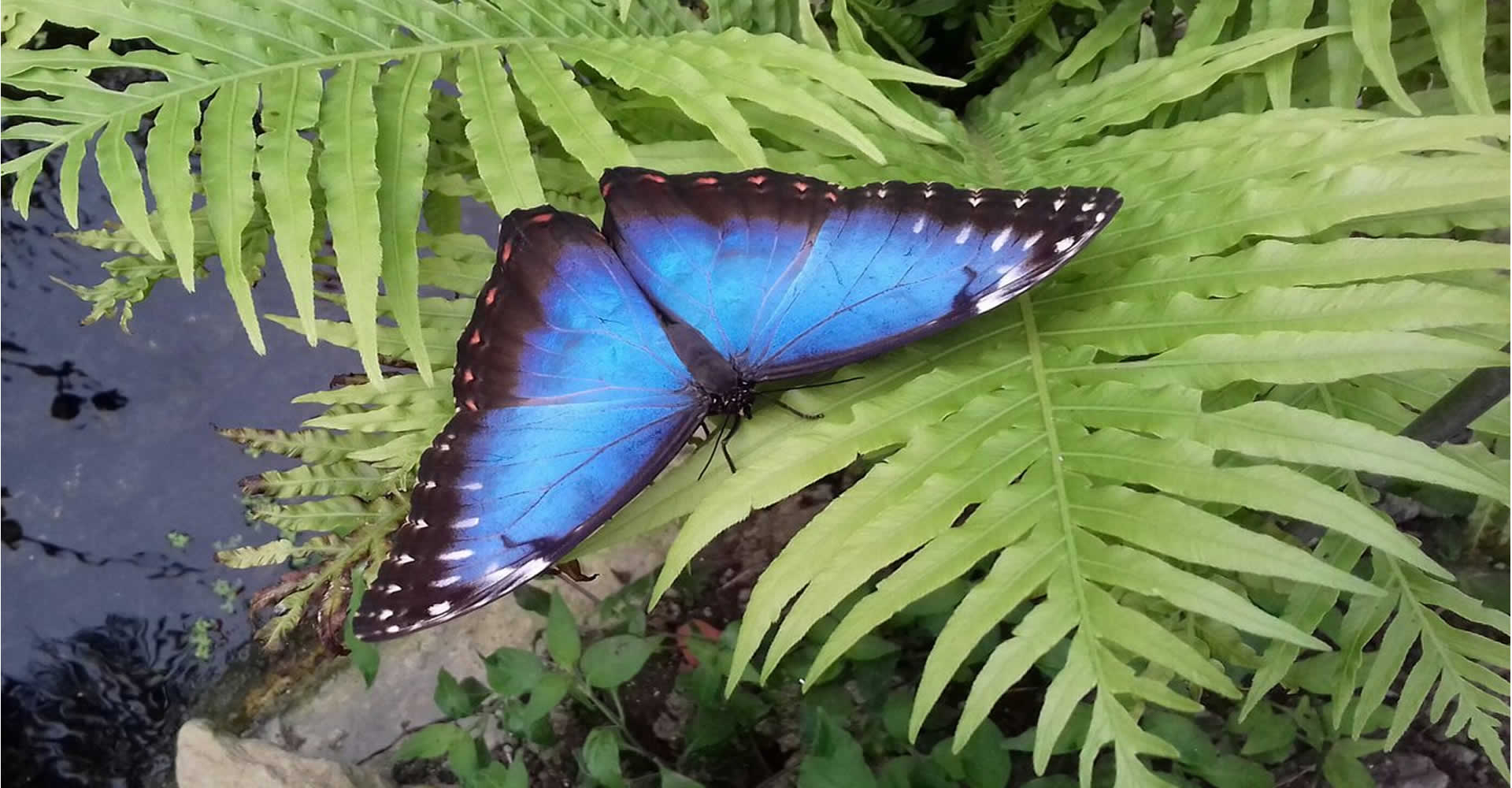 La serre au papillons