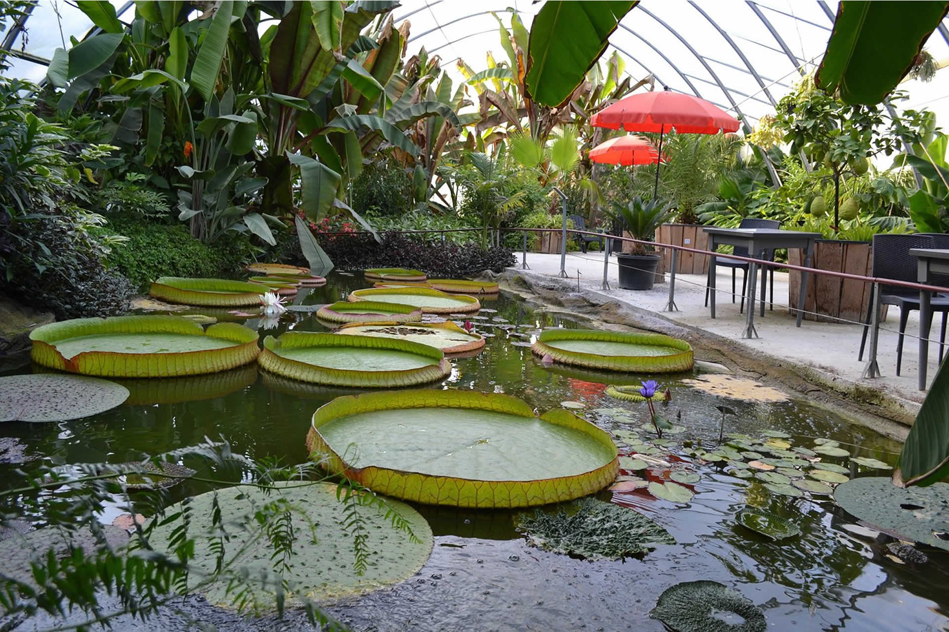 The greenhouses of the botanical garden 